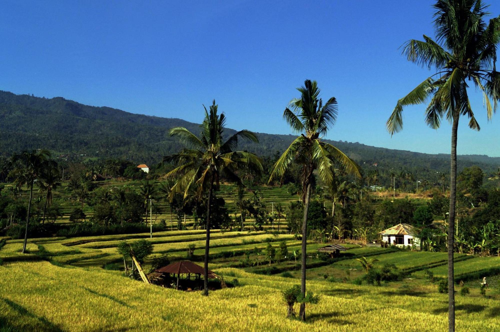 Lafyu Bali Otel Singaraja Dış mekan fotoğraf