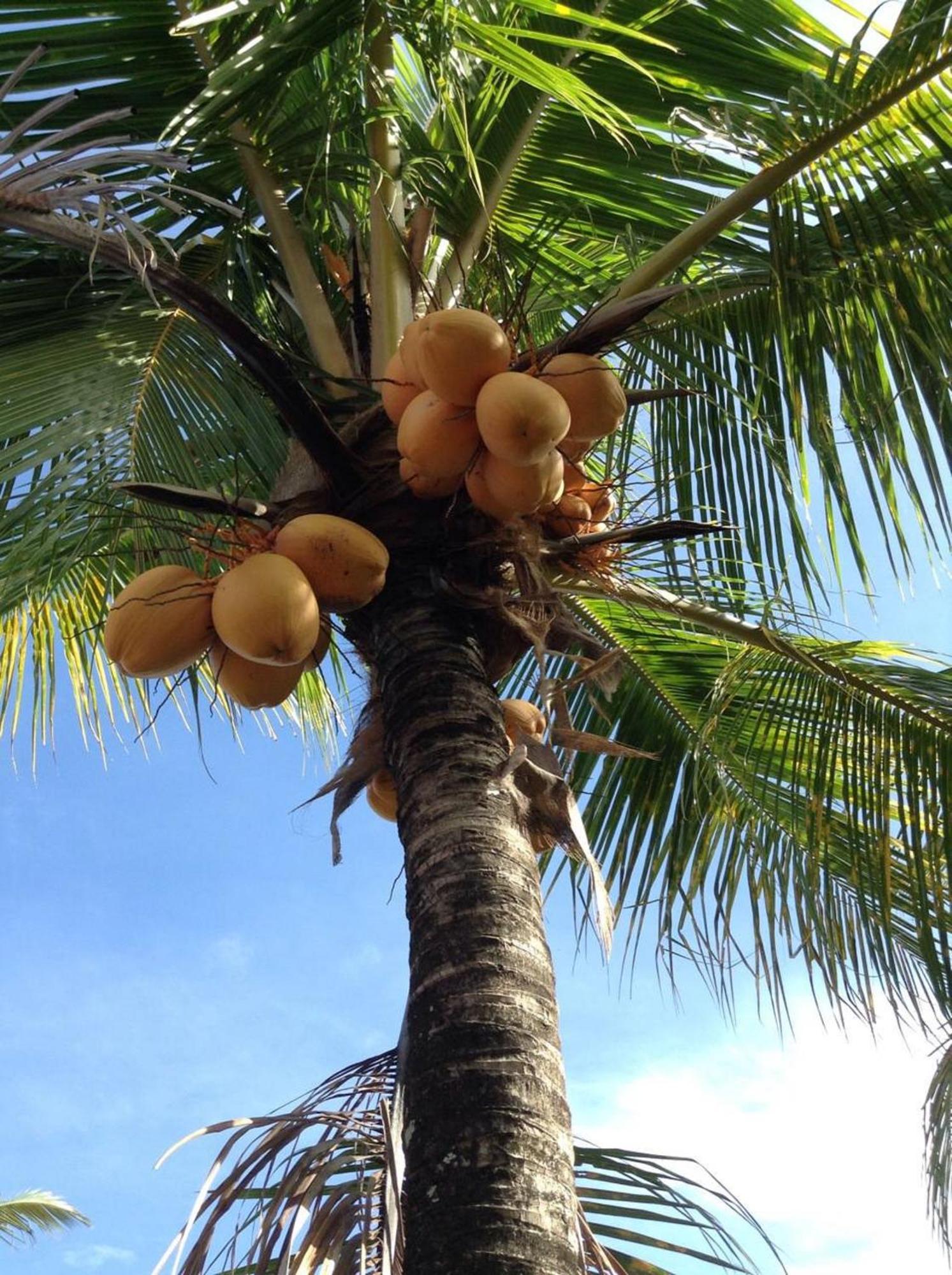 Lafyu Bali Otel Singaraja Dış mekan fotoğraf