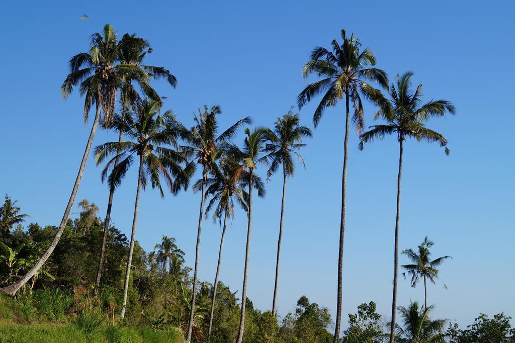 Lafyu Bali Otel Singaraja Dış mekan fotoğraf