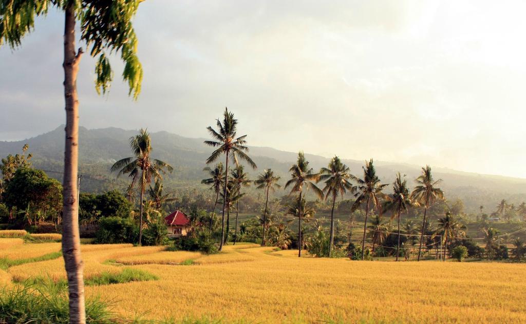 Lafyu Bali Otel Singaraja Dış mekan fotoğraf