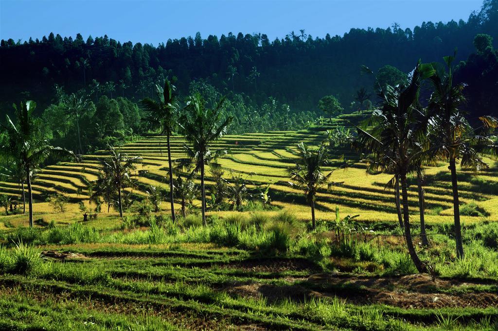 Lafyu Bali Otel Singaraja Dış mekan fotoğraf